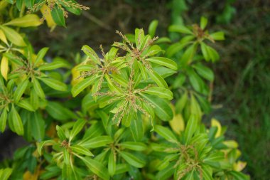 Pieris japonica eylülde bahçede yetişir. Pieris japonica, Japon andromeda veya Japon piercis, Ericaceae familyasından bir bitki türü. Berlin, Almanya  