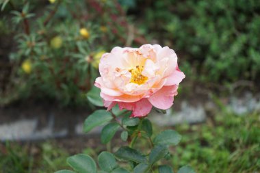 Floribunda Eylül 'de' Marie Curie 'çiçeklerini pembe-sarı çiçeklerle açtı. Rose, Rosaceae familyasından, Rosa cinsine ait uzun ömürlü bir çiçek bitkisidir. Berlin, Almanya 