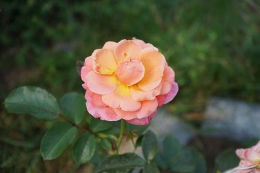 Floribunda Eylül 'de' Marie Curie 'çiçeklerini pembe-sarı çiçeklerle açtı. Rose, Rosaceae familyasından, Rosa cinsine ait uzun ömürlü bir çiçek bitkisidir. Berlin, Almanya 