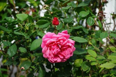 Tırmanış gülü bahçedeki pergola yakınında koyu pembe çiçeklerle çiçek açar. Rose, Rosaceae familyasından, Rosa cinsine ait uzun ömürlü bir çiçek bitkisidir. Berlin, Almanya 