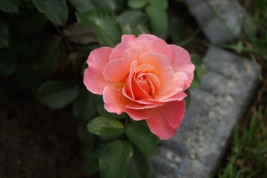 Floribunda Eylül 'de' Marie Curie 'çiçeklerini pembe-sarı çiçeklerle açtı. Rose, Rosaceae familyasından, Rosa cinsine ait uzun ömürlü bir çiçek bitkisidir. Berlin, Almanya 