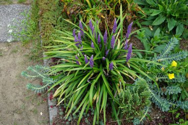 Liriope muscari 'Moneymaker', ağustostan ekime kadar panikte mavi-mor çiçekler üreten her daim yeşil renkli bir daimi çiçektir. Liriope muscari (