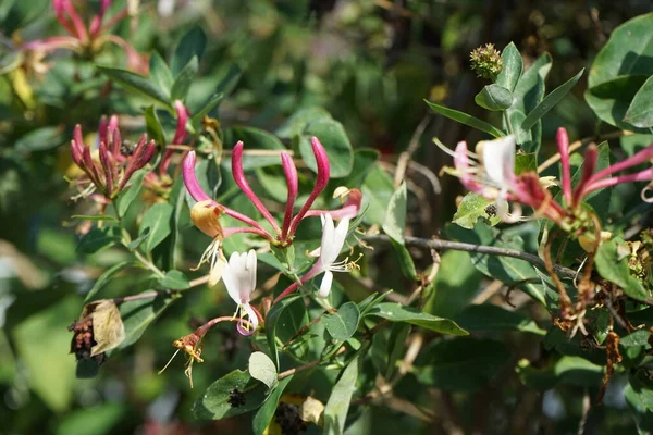 Lonicera periclymenum Eylül 'de büyür. Lonicera periclymenum (hanımeli), Caprifoliaceae familyasından bir hanımeli türü. Berlin, Almanya