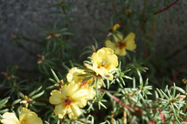 Bir Avrupalı bal arısı Eylül ayında Portekiz 'in görkemli sarı çiçeklerinden nektar toplar. Batı bal arısı, Avrupa bal arısı, Apis mellifera bir haşerat böceği. Berlin, Almanya 