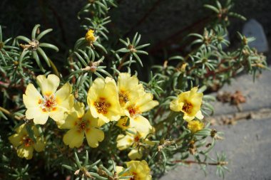Bir Avrupalı bal arısı Eylül ayında Portekiz 'in görkemli sarı çiçeklerinden nektar toplar. Batı bal arısı, Avrupa bal arısı, Apis mellifera bir haşerat böceği. Berlin, Almanya 