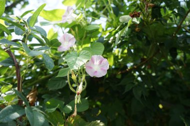 Eylül ayında Ipomoea pembe-beyaz çiçeklerle çiçek açar. Ipomoea, Convolvulaceae familyasından bir bitki cinsidir. Berlin, Almanya 