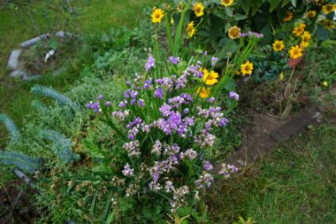 Limonyum sinuatum Eylül ayında çiçek açar. Limonyum sinuatum (İngilizce: 