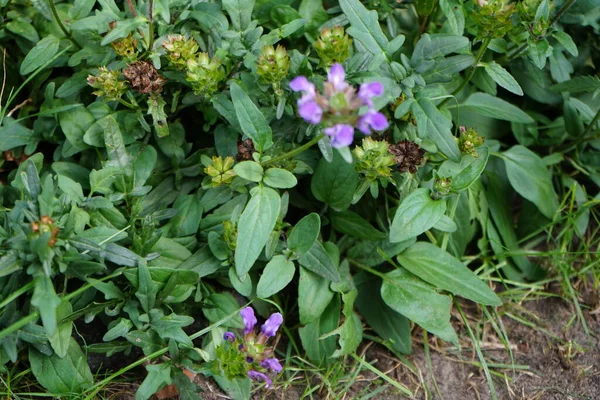Prunella grandiflora Eylül ayında mor çiçeklerle çiçek açar. Prunella grandiflora, Lamiaceae familyasından bir süs bitkisidir. Berlin, Almanya