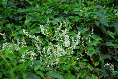 Fallopia baldschuanica Eylül ayında çiçek açacak. Fallopia baldschuanica, syn. Polygonum baldschuanicum, Knotweed familyasından Asya 'da yetişen bir bitki türü. Berlin, Almanya 