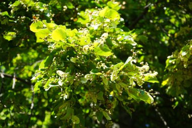 Tilia Platyphyllos Eylül 'de büyür. Tilia platyphyllos, Malvaceae, Tiliaceae familyasından bir bitki türü. Berlin, Almanya 