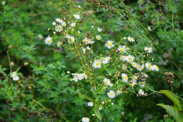 Erigeron Annuus Eylül 'de çiçek açacak. Erigeron Annuus (eski adıyla Aster Annuus), papatya pireli, papatya veya papatya pireli otçul bir bitki türüdür. Berlin, Almanya