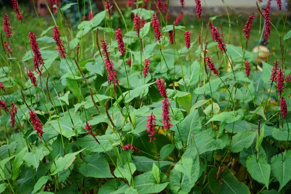 Bistorta amplexicaulis Eylül ayında çiçek açacak. Bistorta amplexicaulis, papağangiller (Persicaria amplexicaulis) familyasından bir bitki türü. Berlin, Almanya 