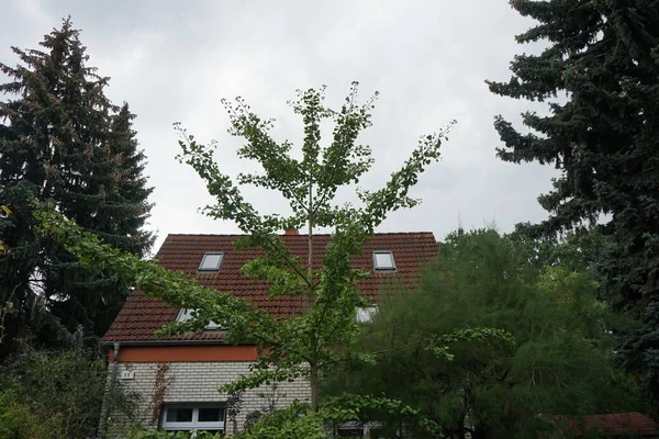 Ginkgo biloba tree grows in September. Ginkgo biloba, ginkgo or gingko, the maidenhair tree, is a species of gymnosperm tree. Berlin, Germany