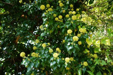 Hedera helix, yaygın olarak görülen İngiliz, Avrupalı veya sadece sarmaşık, Eylül ayında sarı çiçeklerle çiçek açar. Hedera helix, Araliaceae familyasından bir bitki türü. Berlin, Almanya 