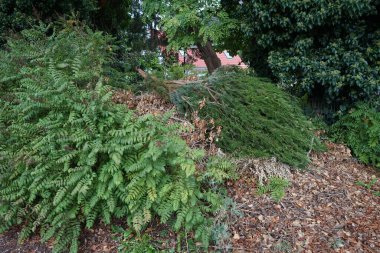 Eylül ayında yerde, kırmızı böğürtlenli Taxus Baccata 'nın kesilmiş bir kozalaklı dalı yatar. Taxus baccata, Taxaceae familyasından bir bakteri türü. Berlin, Almanya
