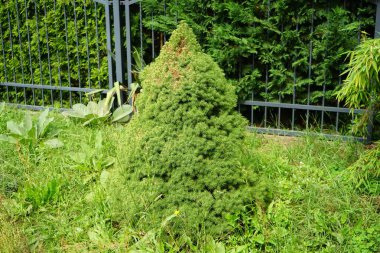 Picea glauca 