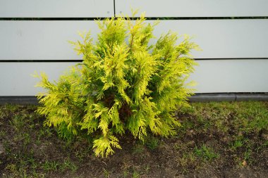 Eylül ayında çitin yanında sarı-yeşil iğneli Thuja oksittalis ağacı büyür. Thuja occidentalis (ayrıca kuzey beyaz sedir, doğu beyaz sedir veya arborvitae olarak da bilinir) her zaman yeşil kozalaklı bir ağaçtır. Berlin, Almanya 