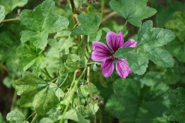 Böcek Pyrrhocoris apterus Eylül ayında Malva Sylvestris 'in çiçeğinin üzerinde yer almaktadır. Kundakçı Pyrrhocoris apterus, Pyrrhocoridae familyasından yaygın bir böcektir. Berlin, Almanya 