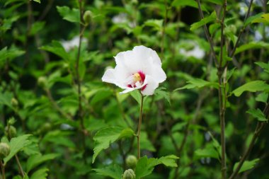 Hibiscus syriacus 'Kızıl Kalp' Eylül 'de kırmızı merkezli büyük beyaz çiçeklerle çiçek açar. Hibiscus syriacus, Malvaceae familyasından bir bitki türü. Berlin, Almanya 