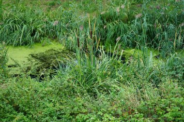 Typha latifolia Eylül ayında Wuhle nehrinin kıyısında yetişir. Typha latifolia (daha çok geniş yapraklı kedi kuyruğu olarak bilinir) uzun ömürlü bir bitkidir. Berlin, Almanya 