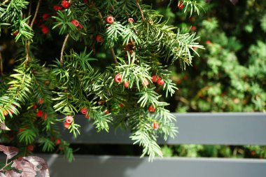 Eylül 'de kırmızı meyveli Taxus Baccata büyür. Taxus baccata, Taxaceae familyasından bir bakteri türü. Berlin, Almanya 