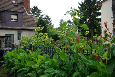 İndika ve Helianthus Annuus Eylül 'de çitin yanında çiçek açarlar. Can indica (İndica: 