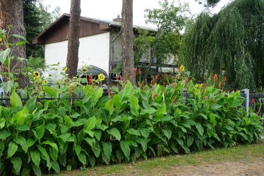 İndika ve Helianthus Annuus Eylül 'de çitin yanında çiçek açarlar. Can indica (İndica: 