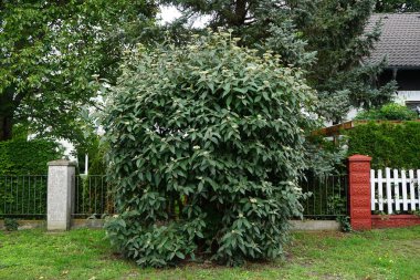 Sonsuz yeşil Viburnum rhytidophyllum Eylül 'de büyür. Viburnum rhytidophyllum, deri yapraklı viburum, Viburnum 'un bir türüdür. Berlin, Almanya 