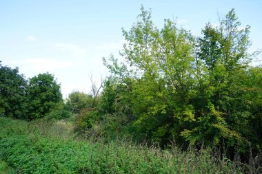Eylül ayında Wuhle nehri civarındaki bitki örtüsü ile güzel bir doğal manzara. Berlin, Almanya 