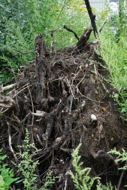 Eylül 'de beyaz bir kavak ağacının kökleri çıkarılmış. Populus alba, gümüş kavak, gümüş yaprak kavak veya beyaz kavak, kavak ağacının bir türüdür. Berlin, Almanya