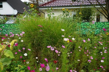 Cosmos bipinnatus Eylül 'de çiçek açar. Cosmos bipinnatus, papatya familyasından Asteraceae familyasından bir bitki türü. Berlin, Almanya 