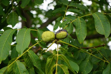 Eriophyes Tristriatus bitkisi, Syn. Aceria tristriata Eylül 'de ceviz Juglans rejiminin yapraklarına ve meyvelerine saldırdı. Eriophyes, gülgiller (Rosaceae) familyasından bir akari cinsidir. Berlin, Almanya 
