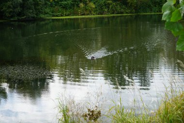 Eylül ayında Wuhlesee Gölü civarında kara bir köpeğin antrenmanı, avlanması ve oynaması. Berlin, Almanya 