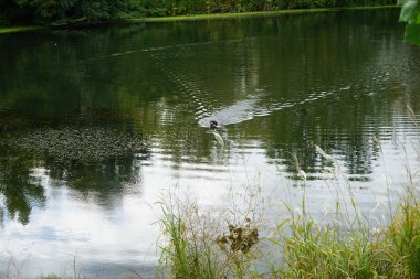 Eylül ayında Wuhlesee Gölü civarında kara bir köpeğin antrenmanı, avlanması ve oynaması. Berlin, Almanya 