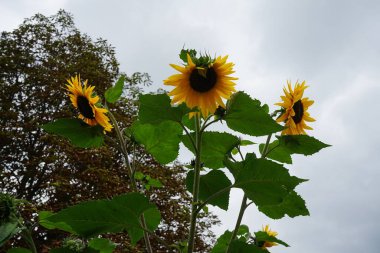 Helianthus Annuus Eylül 'de çiçek açar. Helianthus annuus, Helianthus cinsinin yıllık büyük bir forb türüdür. Berlin, Almanya 