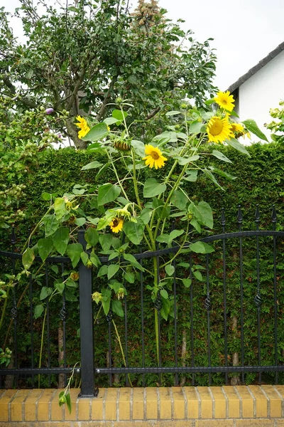 金银花在九月盛开 向日葵是一种常见的向日葵 是向日葵属的一个大的一年生分枝 德国柏林 图库图片