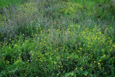 Çayır çiçekleri eylülde çayırda çiçek açar. Berlin, Almanya 