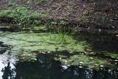 Sığ Wuhle Nehri Eylül ayında yaz bitkileriyle çevrilidir. Wuhle, Spree 'nin küçük bir sağ koludur. Berlin, Almanya 