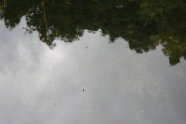 Gerris lacustris böcekleri Wuhlesee Gölü 'nün durgun sularında yüzer. Gerris lacustris, Avrupa 'da yaygın olarak görülen bir su yürüyüşçüsü türüdür. Berlin, Almanya