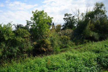 Sığ Wuhle Nehri Eylül ayında yaz bitkileriyle çevrilidir. Wuhle, Spree 'nin küçük bir sağ koludur. Berlin, Almanya 
