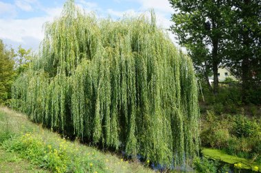 Salix alba 'Tristis' Eylül 'de Wuhle nehrinin kıyısında yetişir. Salix alba, söğüt ağacının bir türüdür. Berlin, Almanya 