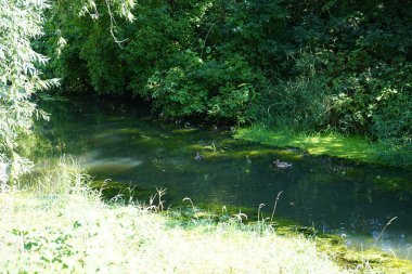 Mallard Ördekleri Eylül ayında Wuhle Nehri boyunca yüzerler. Yaban ördeği (