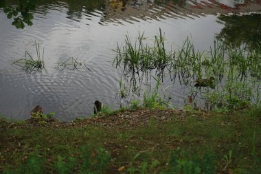 Mallard Ördekleri Eylül ayında Wuhle Nehri boyunca yüzerler. Yaban ördeği (