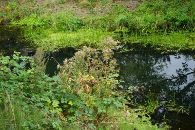 Epilobium hirsutum Eylül ayında pembe çiçeklerle çiçek açar. Epilobium hirsutum, Epilobium cinsine ait bir bitki türü. Berlin, Almanya