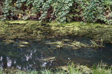 Gallinula kloropusu Eylül ayında Wuhle Nehri 'nde batık bir ağaç dalında bulunur. Dağ tavuğu (