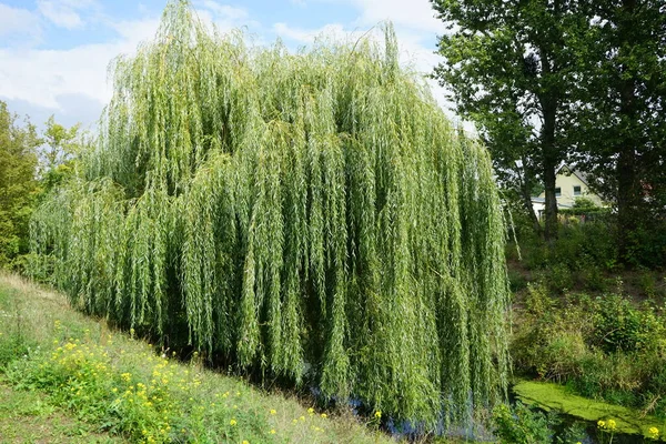 Salix alba \'Tristis\' grows on the banks of the Wuhle river in September. Salix alba, the white willow, is a species of willow. Berlin, Germany