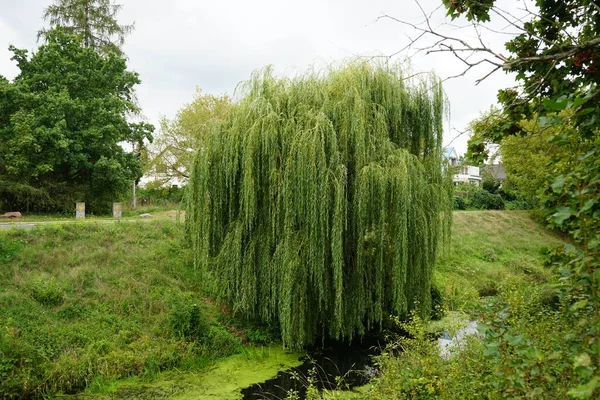 Salix alba \'Tristis\' grows on the banks of the Wuhle river in September. Salix alba, the white willow, is a species of willow. Berlin, Germany