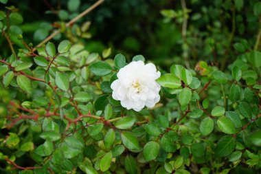 Zemin örtüsü gülü, Rosa 'Swany' Eylül 'de beyaz çiçeklerle çiçek açıyor. Rose, Rosaceae familyasından, Rosa cinsine ait uzun ömürlü bir çiçek bitkisidir. Berlin, Almanya