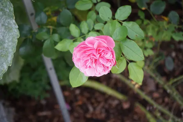 Shrub rose, Rosa \'Gertrude Jekyll\' blooms with pink flowers in September. Rose is a woody perennial flowering plant of the genus Rosa, in the family Rosaceae. Berlin, Germany