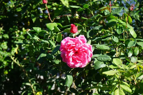 Climbing rose, Rosa \'Pink Cloud\', blooms with deep pink flowers in September. Rose is a woody perennial flowering plant of the genus Rosa, in the family Rosaceae. Berlin, Germany